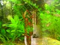 Este é meu primeiro plantado de 50 Lts, serve como experiencia para partir pra um projeto maior. 