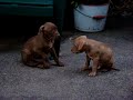 Pitbull Puppies Pitbull Puppies