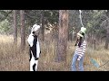 Cow Tipping Cow Tipping