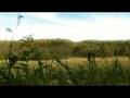 Wisconsin Wilderness Montage