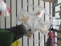 Cassius the Hawkhead Parrot and his foraging Carousel