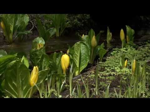 how to harvest skunk cabbage