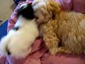 Another video of Daisy and Lilo