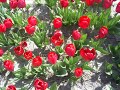 LES TULIPES BIGOUDENNES