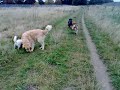 Basil Benson Denver Millie May Wisey Rusty Belhus