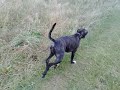 Basil Benson Denver Millie May Wisey Rusty Belhus