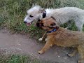 Basil Benson Denver Millie May Wisey Rusty Belhus