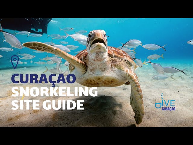 Dive Curacao YouTube Channel