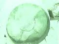 biomas gasifier burner