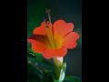 nectar de verano - FLOR ANDINA