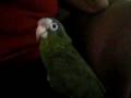 la cuca 009.mov