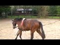 Ronald the horse trotting