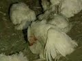 Bird Flu in South Korea