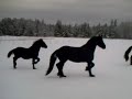 Friesian Horses Running in Snowy Pasture Friesian Horses Running in Snowy Pasture