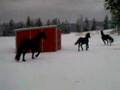 Friesian Horses Running in Snowy Pasture