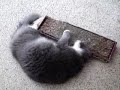 My cat loves Catnip!