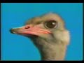 very strange ad for the original final fantasy iv in japan. ***update*** ok folks, here is an update. the ostrich is supposed to signify a chocobo within the games. why they did this the way they did for these ads is still beyond me. no matter what, this is still one of the strangest ads ever produced for a video game, or for any product whatsoever.