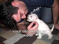 Shaki - Mini Schnauzer I