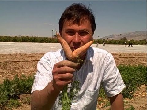 how to harvest carrots