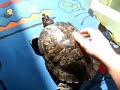 Raphael getting a backscratch
