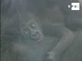 Gorila nacido en cautiverio es la nueva atracción del zoo de Madrid