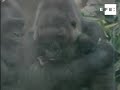 Gorila nacido en cautiverio es la nueva atracción del zoo de Madrid