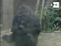 Gorila nacido en cautiverio es la nueva atracción del zoo de Madrid