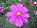 cosmos field