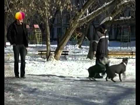 YouTube Трейлер