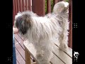 LOWCHEN STOLEN please help bring our dog home thanks :(
