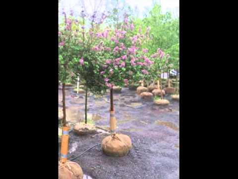 how to transplant dwarf mondo grass