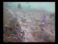 Snoek eet Forel op
