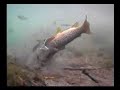Snoek eet hele Bruine Forel Snoek eet hele Bruine Forel