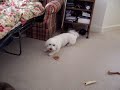 koby! koby!