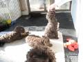 Playful Portuguese Water Dog Puppies