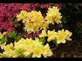 azalea festiva at Nedu  ???????