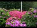 azalea festiva at Nedu 根津つつじ祭り