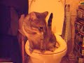 Misty au WC