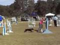 splash dog agility