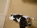 Monkey wonder dog Monkey wonder dog