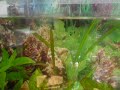 Aqua de 25 litros com 5 paulistinhas e cinco mato-grosso 