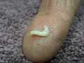 Tapeworm segment