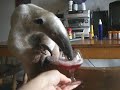 Anteater drinks wine