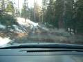 SX4 Cruising Through the Woods