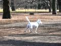Kishu
