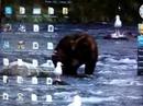 Windows Vista Dreamscene Windows Vista Dreamscene