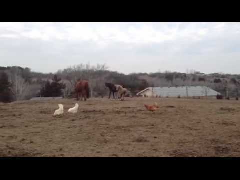 horses grand national