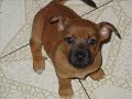 *A special dog named Maka*