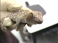 unlocking the gecko's ability to walk on walls is leading researchers to find a way to replace surgical stitches with sticky tape. as this sciencentral news video explains, the challenge is to make a surgical tape that works in the wet conditions inside your body.