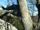 A windy day in the tree